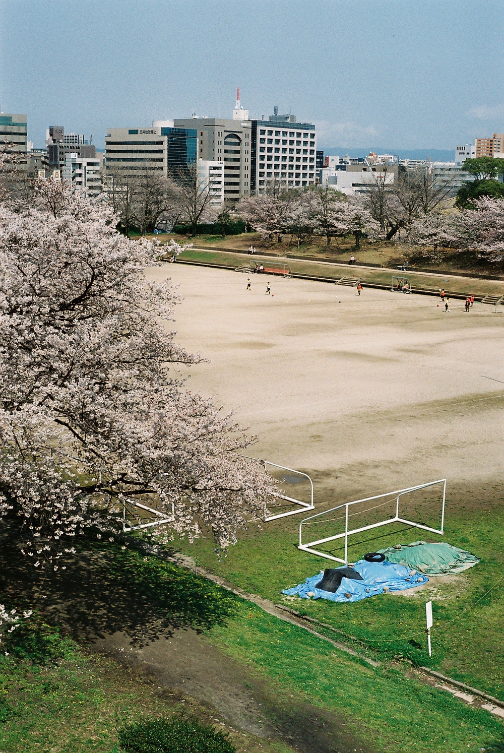Japan Cherry Blossom